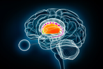 Putamen in orange, nucleus accumbens in green and caudate nucleus in purple 3D rendering illustration. Human brain, basal ganglia and corpus striatum anatomy, medical, neuroscience, neurology concept.