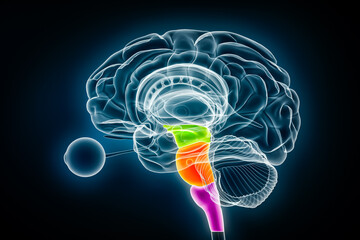 Midbrain in green, pons in orange and medulla oblongata in purple 3D rendering illustration. Human brain stem or brainstem anatomy, medical, biology, science, neuroscience, neurology concepts. © Matthieu