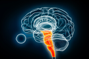 Brainstem or brain stem lateral x-ray view 3D rendering illustration. Human nervous system anatomy, medical, healthcare, biology, science, neuroscience, neurology concepts.