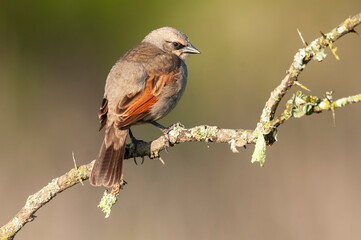 Bay winged Cowbird in Calden forest environment, La Pampa Province, Patagonia, Argentina.