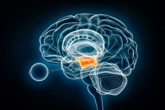 Midbrain or mesencephalon lateral x-ray view 3D rendering illustration. Human brain and nervous system anatomy, medical, healthcare, biology, science, neuroscience, neurology concepts.
