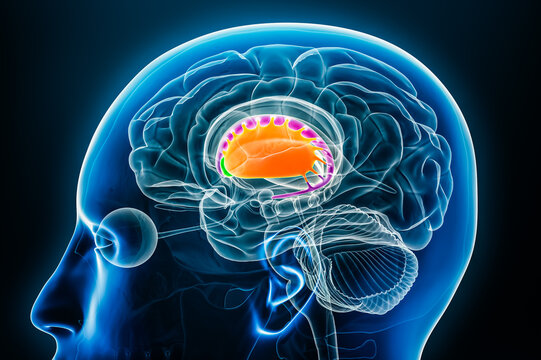 Putamen in orange, nucleus accumbens in green and caudate nucleus in purple 3D rendering illustration with body contours. Human brain, basal ganglia and corpus striatum anatomy, neuroscience diagram.
