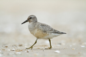 Shorebird - juvenile Calidris canutus, Red Knot on the Baltic Sea shore, migratory bird Poland Europe