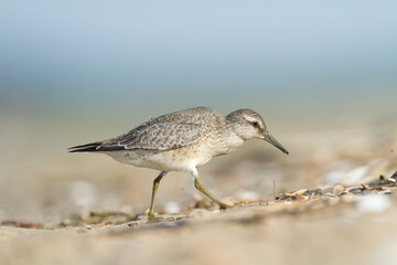 Shorebird - juvenile Calidris canutus, Red Knot on the Baltic Sea shore, migratory bird Poland Europe