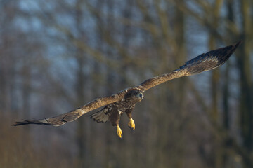 Birds of prey - Majestic predator White-tailed eagle, Haliaeetus albicilla in Poland wild nature