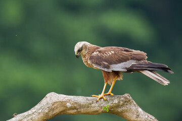 Flying Birds of prey Marsh harrier Circus aeruginosus, hunting time Poland Europe