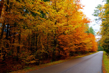 Obraz premium landscape old primeval forest Knyszynska Forest, east north part Poland Europe autumn time