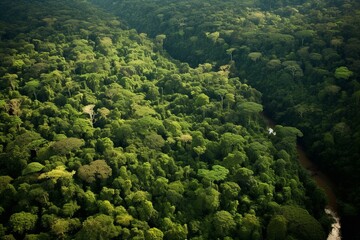 Overview of dense rainforest. Generative AI