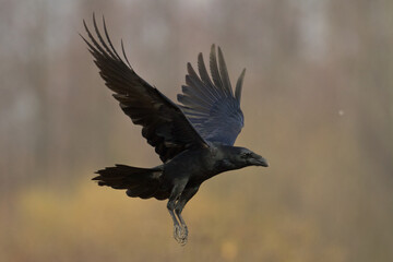 Bird beautiful raven Corvus corax North Poland Europe