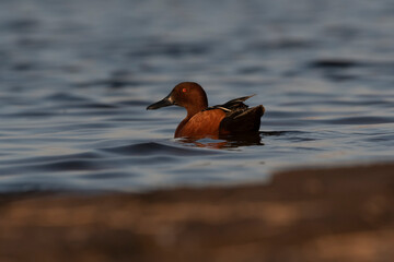 Cinnamon teal in lagoon environment, La Pampa Province, Patagonia, Argentina.