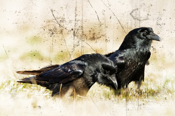 beautiful raven Corvus corax sitting on the branch North Poland Europe, old vintage filters - halloween