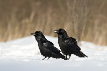 Bird beautiful raven Corvus corax North Poland Europe