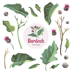 Flowers - Pink Burdock on the white background. Set of elements on a white background. Medical plant.