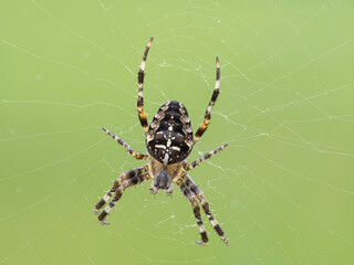 European Garden Spider