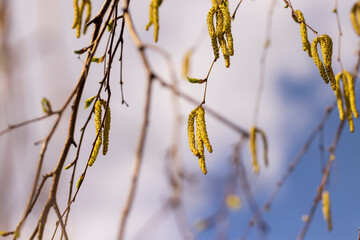Naklejka premium a birch tree without foliage in the spring season