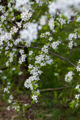 cherry blossoms in the orchard in spring