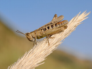 Field Grasshopper