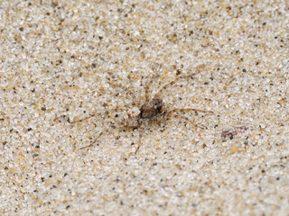 Sand Bear Wolf Spider on a sandy beach