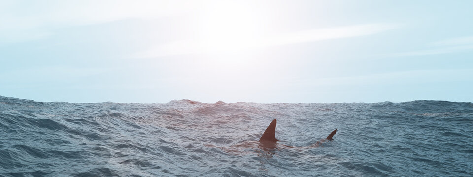 Großer weißer Hai an der Meeresoberfläche