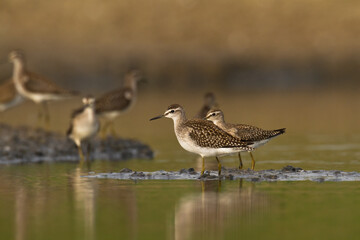Shorebirds - Wood Sandpiper Tringa glareola, wildlife Poland Europe