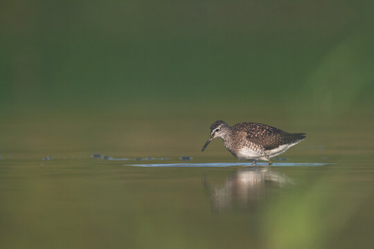 Shorebirds - Wood Sandpiper Tringa glareola, wildlife Poland Europe