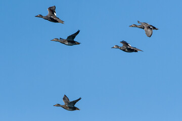 Ein Schwarm Schnatterenten im Flug in der Abendsonne	