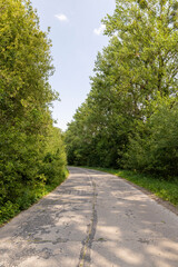 paved old road in the forest in summer