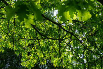 oak with green foliage in the spring season