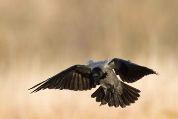 flying Bird - Hooded crow Corvus cornix in amazing warm background Poland Europe