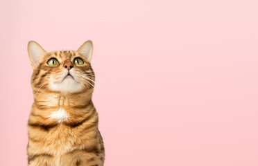 A satisfied Bengal cat looks up against the background of a colored wall. - obrazy, fototapety, plakaty