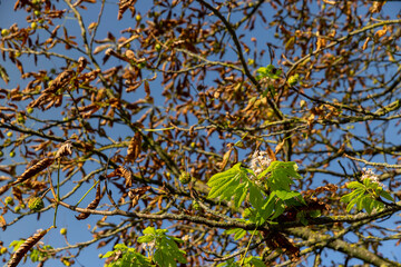 the impact of global warming and the second chestnut bloom during the year