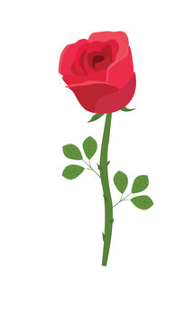 Rose flower vector illustration.  Red rose vector. Love flower. Floral clip art. Nature concept. Flowers and plants. Flat vector in cartoon style isolated on white background.
