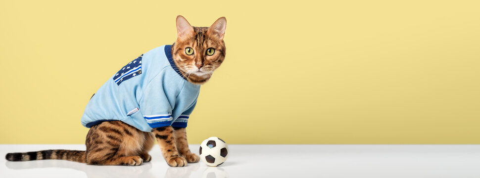 Bengal cat in a T-shirt with a soccer ball.