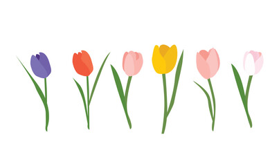 Tulip flower vector illustration. Colorful tulip vector. Spring flower. Floral clip art. Nature concept. Flowers and plants. Flat vector in cartoon style isolated on white background.