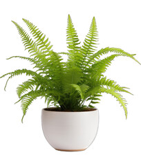 Botanical Beauty on a Clear Canvas
