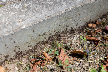 a large number of ants running around the anthill
