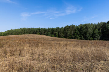 drying yellow grass illuminated by sunlight