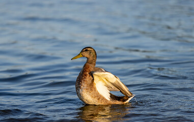 Fototapeta premium wild birds ducks while feeding at sunset