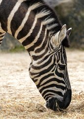 Plains Zebra (Equus quagga) Spotted Outdoors in Africa..Plains Zebra (Equus quagga) Spotted...