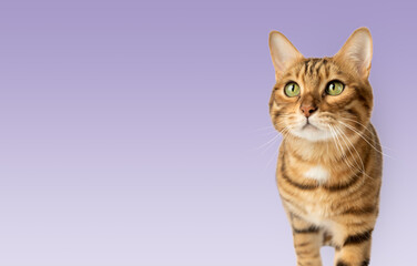 Obraz premium The face of a Bengal red cat against the background of a wall.