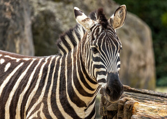 Plains Zebra (Equus quagga) Spotted Outdoors in Africa..Plains Zebra (Equus quagga) Spotted...