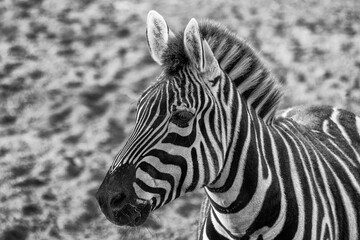 Fototapeta na wymiar Plains Zebra (Equus quagga) Spotted Outdoors in Africa..Plains Zebra (Equus quagga) Spotted Outdoors in Africa