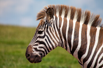 Plains Zebra (Equus quagga) Spotted Outdoors in Africa..Plains Zebra (Equus quagga) Spotted Outdoors in Africa