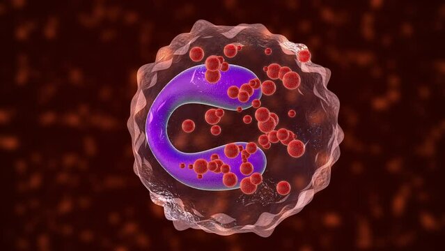 Eosinophils asthma cells medical concept