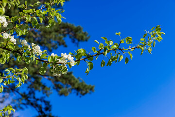 a branch of a flowering pear with green foliage