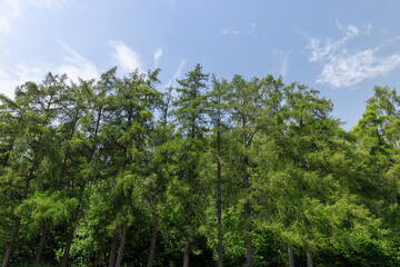 landscape with green fir trees in sunny summers
