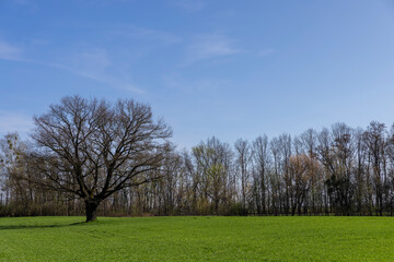 lonely growing oak without foliage in early spring
