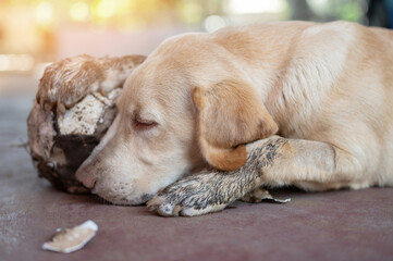 Labrador dog sleep with ball