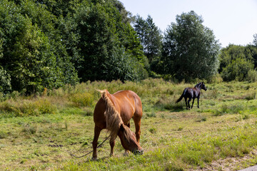 a domestic horse grazing in the summer