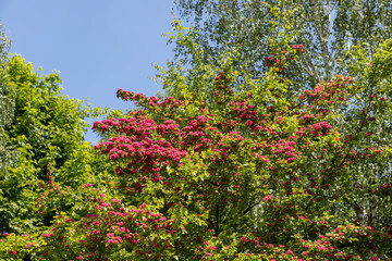red flowers during flowering in spring park